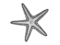 Kamstjerne (Astropecten irregularis)