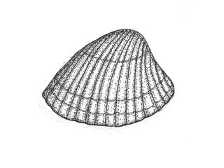 Hjertemuslinger (Cardiidae)