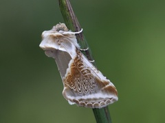 Prakthalvspinner (Habrosyne pyritoides)