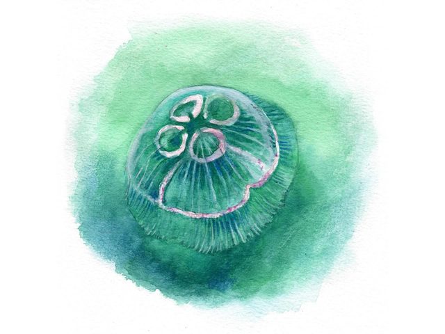 Glassmanet (Aurelia aurita)
