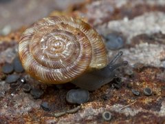 Flekkdiskossnegl (Discus rotundatus)