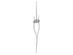 Hjuldyr (Rotifera)