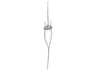 Hjuldyr (Rotifera)