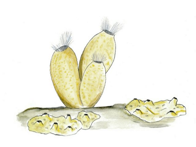 Sponges (Porifera)