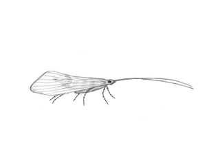 Vårfluer (Trichoptera)