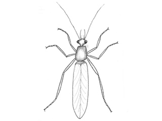 Steinfluer (Plecoptera)