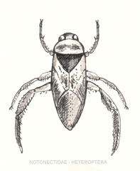Ryggsvømmere (Notonectidae)