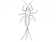 Døgnfluer (Ephemeroptera)