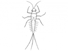 Døgnfluer (Ephemeroptera)
