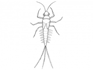 Døgnfluer (Ephemeroptera) Døgnfluer (Ephemeroptera)