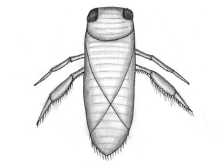 Buksvømmere (Corixidae)