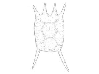 Keratella Keratella