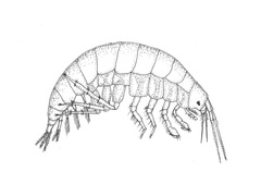 Gammarus