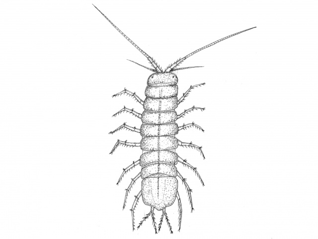 Asellidae