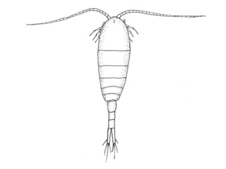 Hoppekreps (Copepoda)