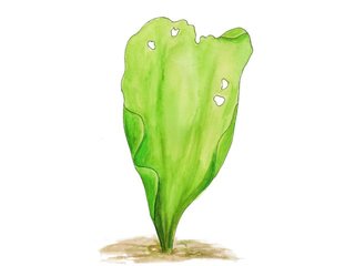 Grønnalger (Chlorophyta)