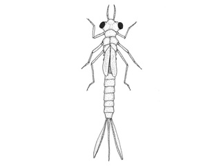 Vannymfer (Zygoptera) Vannymfer (Zygoptera)