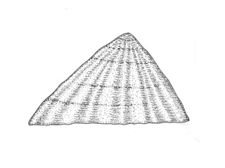 Albusnegl (Patella vulgata)