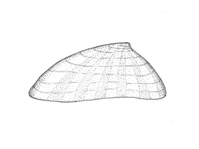 Skilpaddesnegl