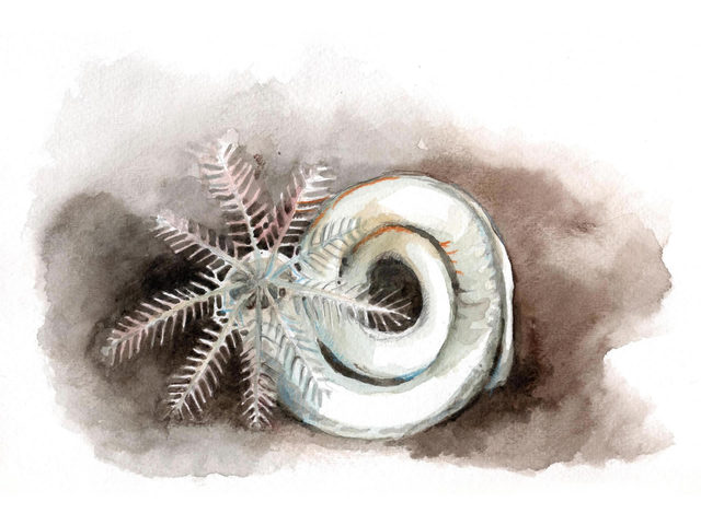 Posthornmark (Spirorbis sp.)