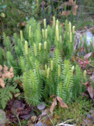Interrupted Clubmoss (Lycopodium annotinum)