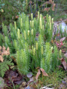 Stri kråkefot (Lycopodium annotinum)