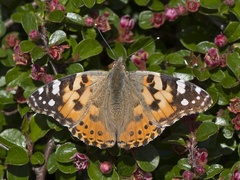 Tistelsommerfugl (Vanessa cardui)