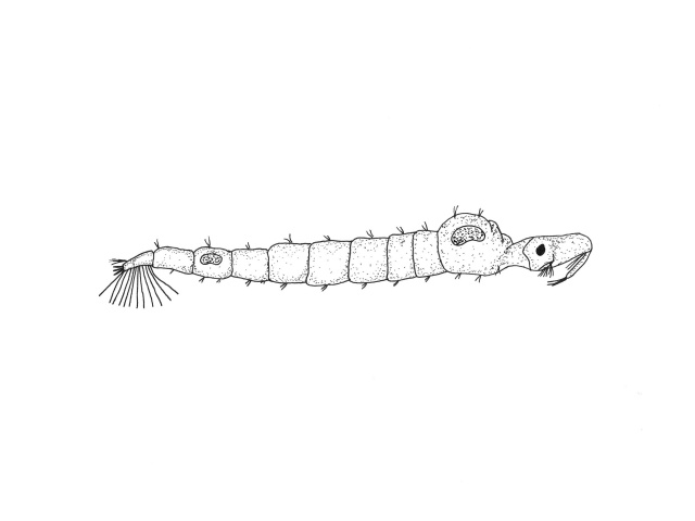 Svevemygg (Chaoboridae)
