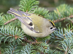 Goldcrest (Regulus regulus)