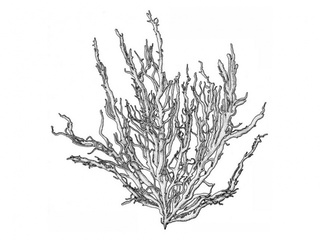 Bruntrevl (Mesogloia vermiculata)