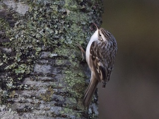 Trekryper (Certhia familiaris) Trekryper (Certhia familiaris)