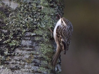 Trekryper (Certhia familiaris)