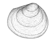 Ertemusling (Pisidium sp.)