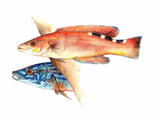 Blåstål, rødnebb (Labrus bimaculatus)