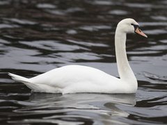 Mute Swan (Cygnus olor)