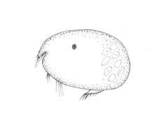 Ostracoda indet.