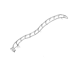 Fjærmygg (Chironomidae) Fjærmygg (Chironomidae)