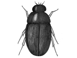 Biller (Coleoptera)