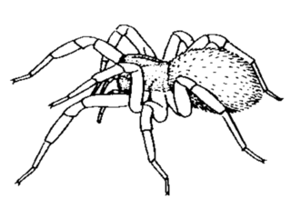 Edderkopper (Araneae)