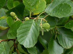 Black Alder (Alnus glutinosa)