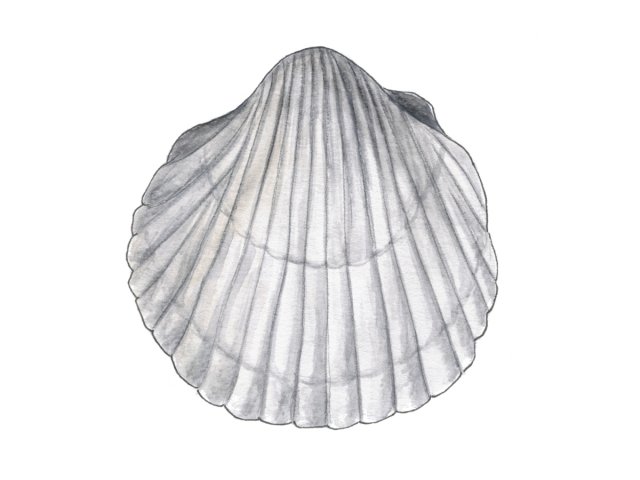 Bivalve mollusc (Bivalvia)