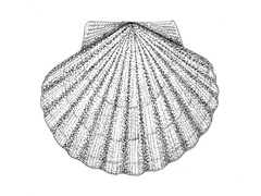 Pecten