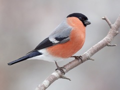 Eurasian Bullfinch (Pyrrhula pyrrhula)