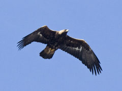 Golden Eagle (Aquila chrysaetos)