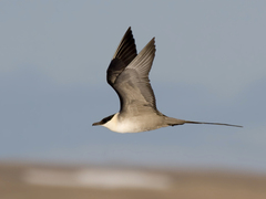 Long-tailed Skua (Stercorarius longicaudus)
