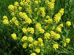 Winter-cress (Barbarea vulgaris)