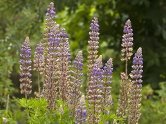 Hagelupin (Lupinus polyphyllus)
