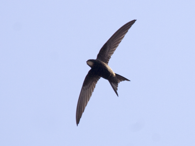 Common Swift (Apus apus)