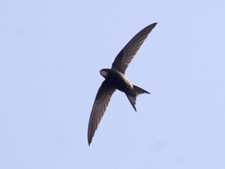 Tårnseiler (Apus apus) Tårnseiler (Apus apus)