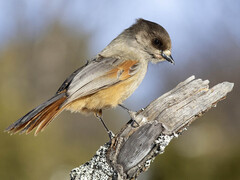 Lavskrike (Perisoreus infaustus)